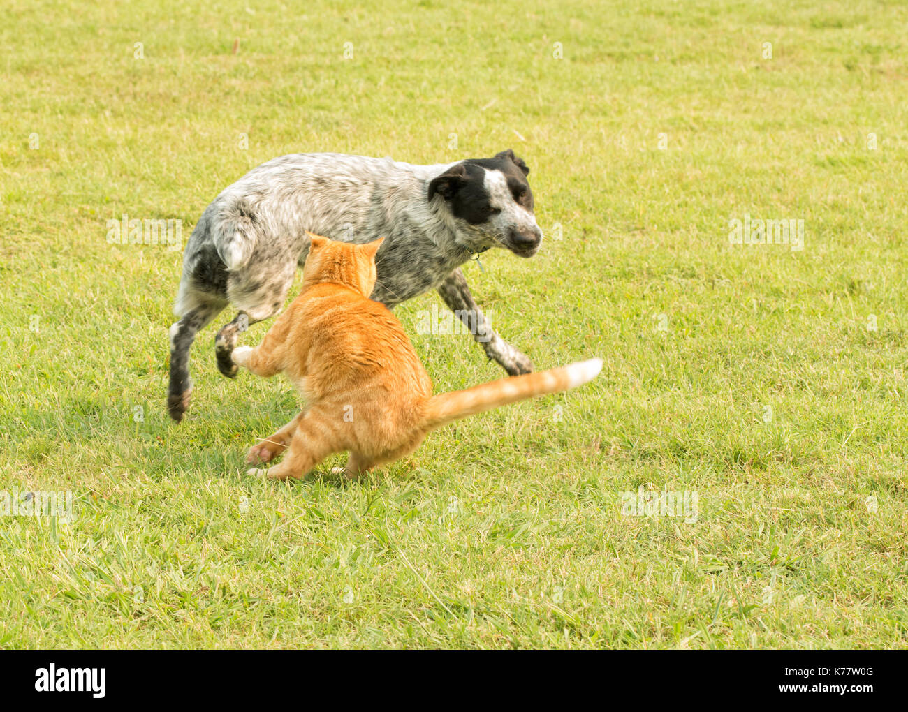 Lo zenzero tabby cat swatting presso un odioso spotted dog, proteggendo il suo spazio personale Foto Stock