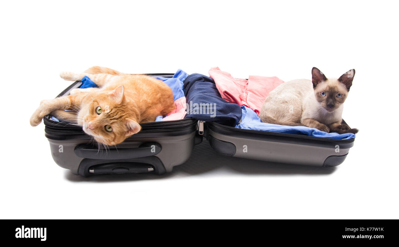 Lo zenzero tabby e gatto siamese gatto su un bagaglio aperto, in attesa di ottenere su un viaggio, su sfondo bianco Foto Stock