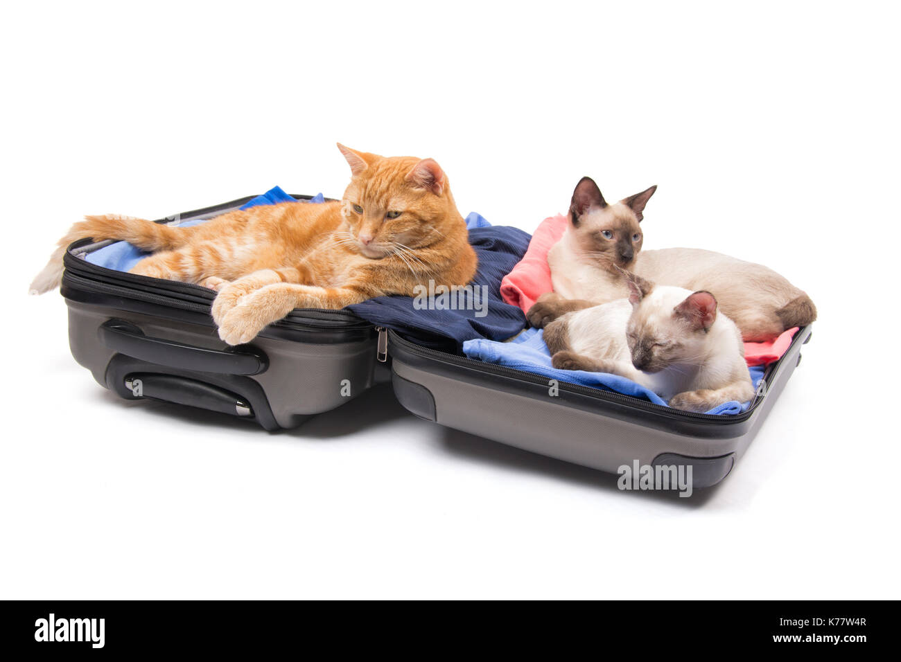 Lo zenzero tabby e due Gattini siamese relax su una aperta, imballato i bagagli, su sfondo bianco Foto Stock