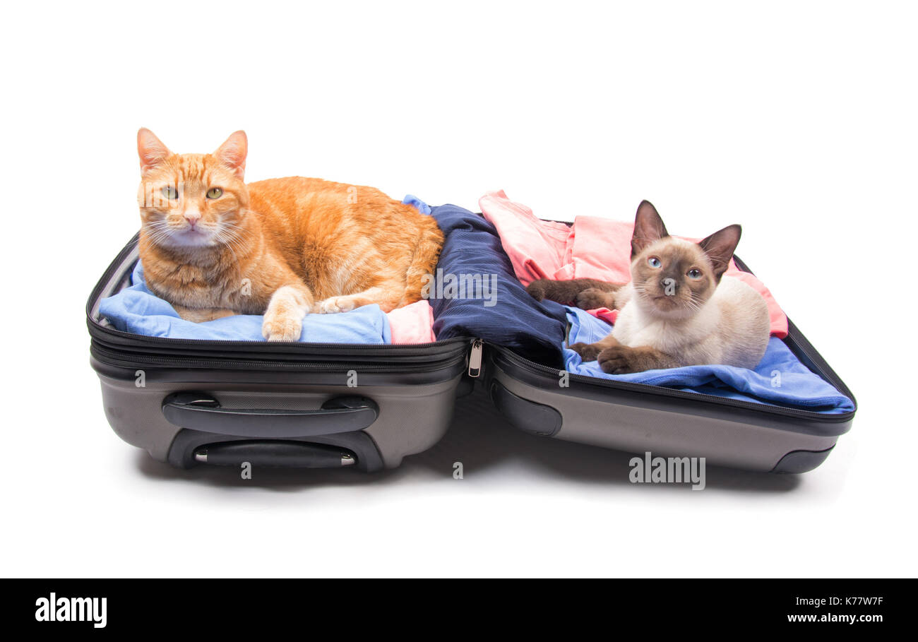 Un ginger tabby e un giovane gatto siamese gatto lcomfortably sdraiato in una valigia, su bianco Foto Stock