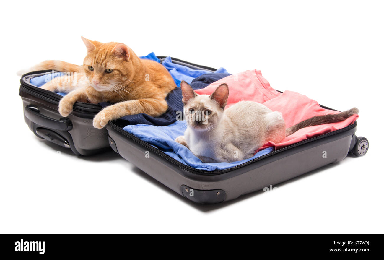 Un grande lo zenzero tabby cat e un siamese Gattino giacente su un open di bagagli, su bianco Foto Stock