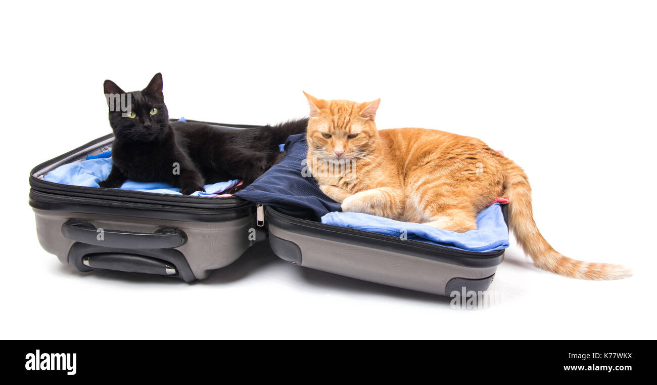 Nero e lo zenzero gatto in un pranzo di valigia, pronti per il viaggio; su sfondo bianco Foto Stock