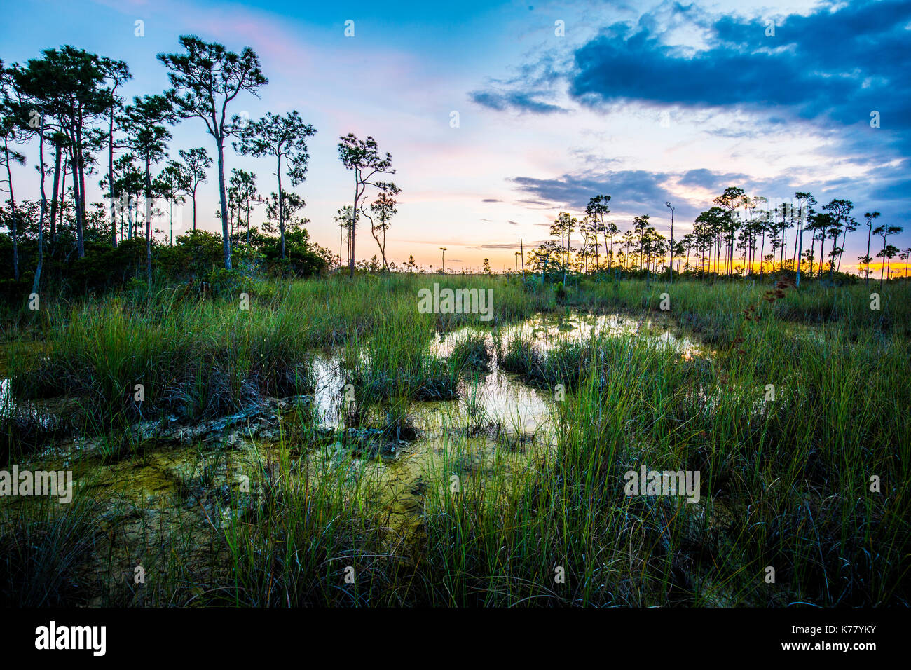 Everglades National Park florida paesaggio big cypress via lattea tramonto cipresso bromeliad airplant Foto Stock