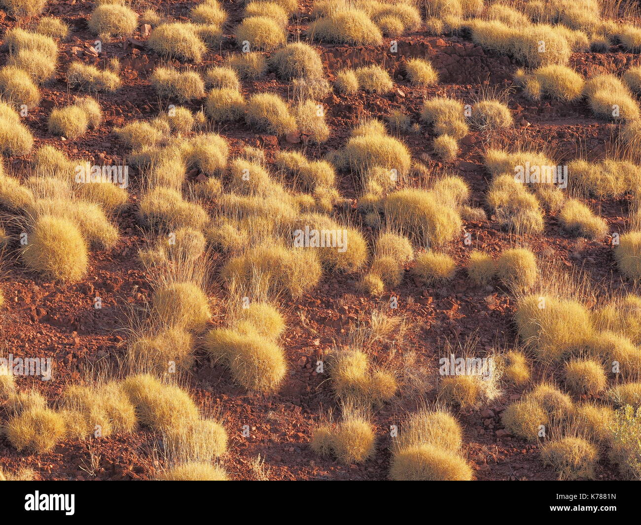 Spinifex triodia specie su red rock superficie, east macdonnell ranges vicino a alice springs, Territorio del Nord, l'Australia 2017 Foto Stock