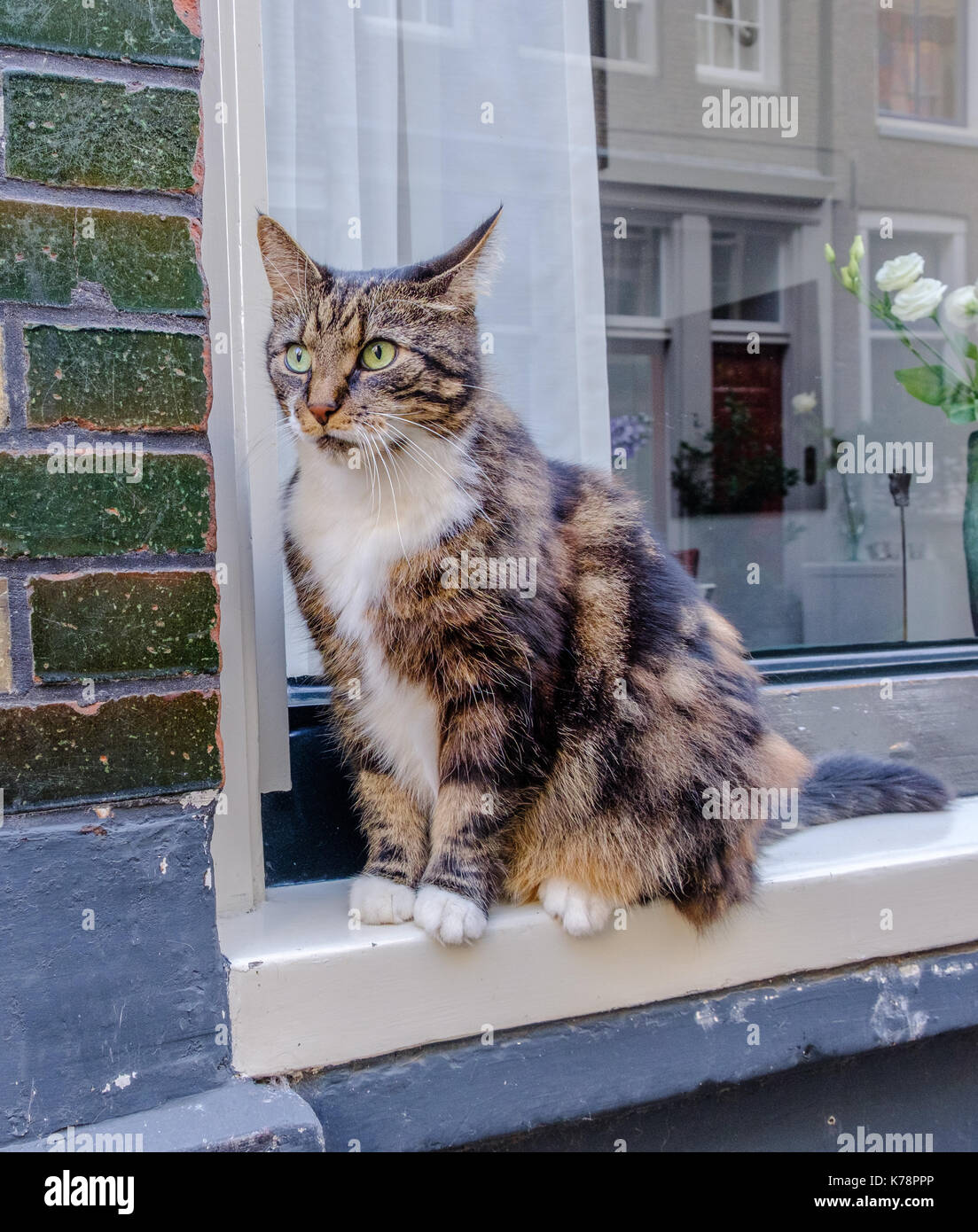 Cat su una finestra in attesa del suo proprietario, Amsterdam Foto Stock