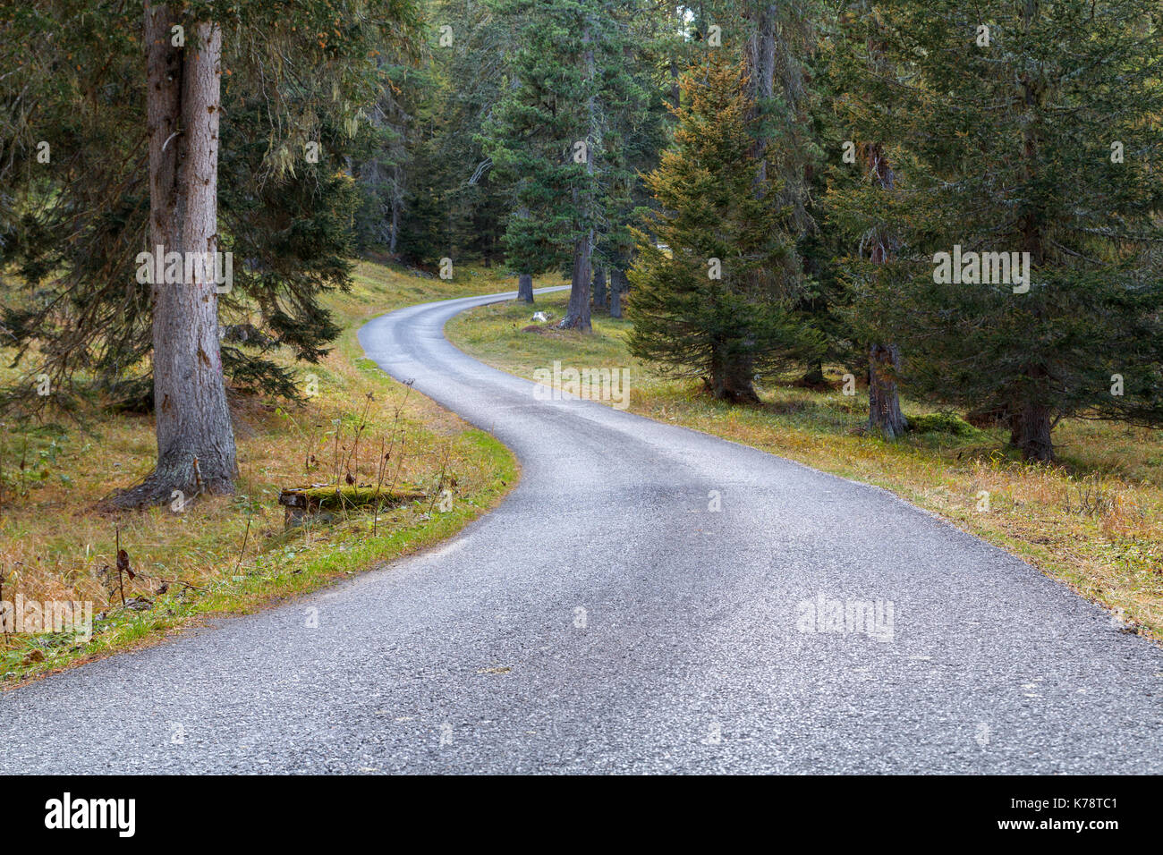 Foresta strada di montagna nelle Dolomiti vicino le Cinque Torri montagne, regione Trentino Alto Adige in Italia Foto Stock