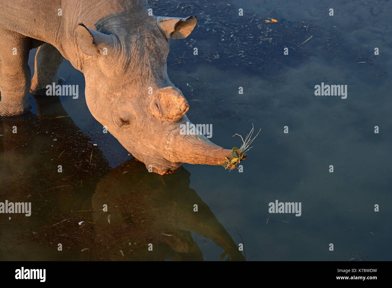 Un maschio di rinoceronti neri e prende un drink dal olifantsrus waterhole nel settore occidentale del Parco Nazionale di Etosha, Namibia Foto Stock