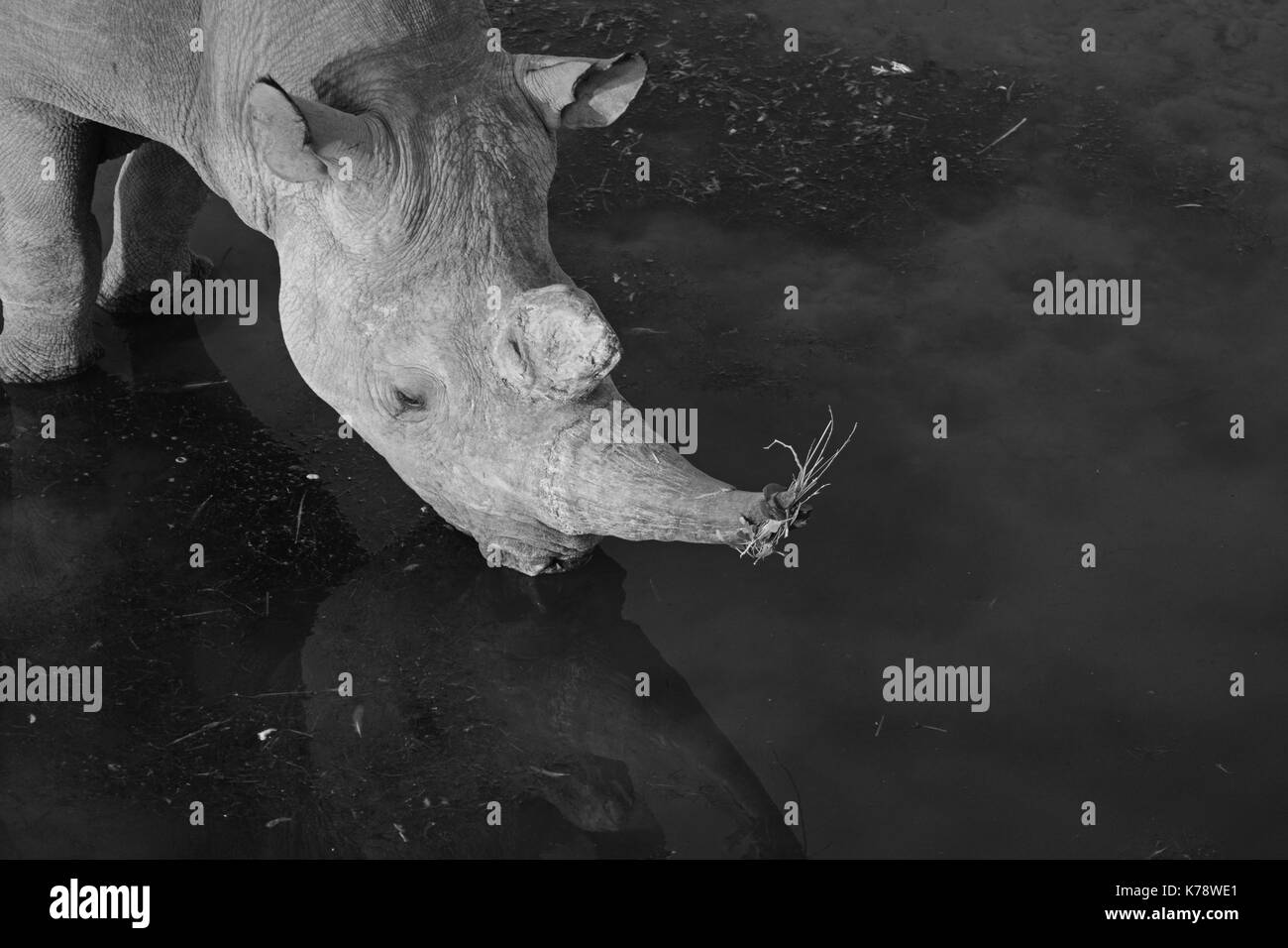 Un maschio di rinoceronti neri e prende un drink dal olifantsrus waterhole nel settore occidentale del Parco Nazionale di Etosha, Namibia Foto Stock