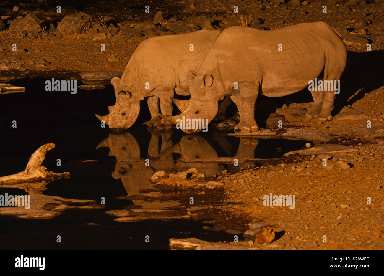 2 i rinoceronti neri (una madre e un vitello) prendere un drink dalla moringa waterhole nel parco nazionale Etosha durante la notte Foto Stock