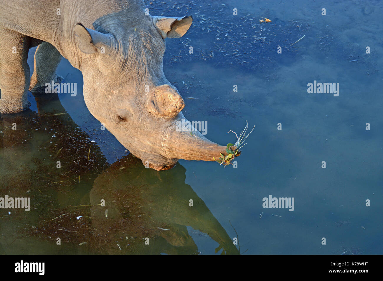 Un maschio di rinoceronti neri e prende un drink dal olifantsrus waterhole nel settore occidentale del Parco Nazionale di Etosha, Namibia Foto Stock