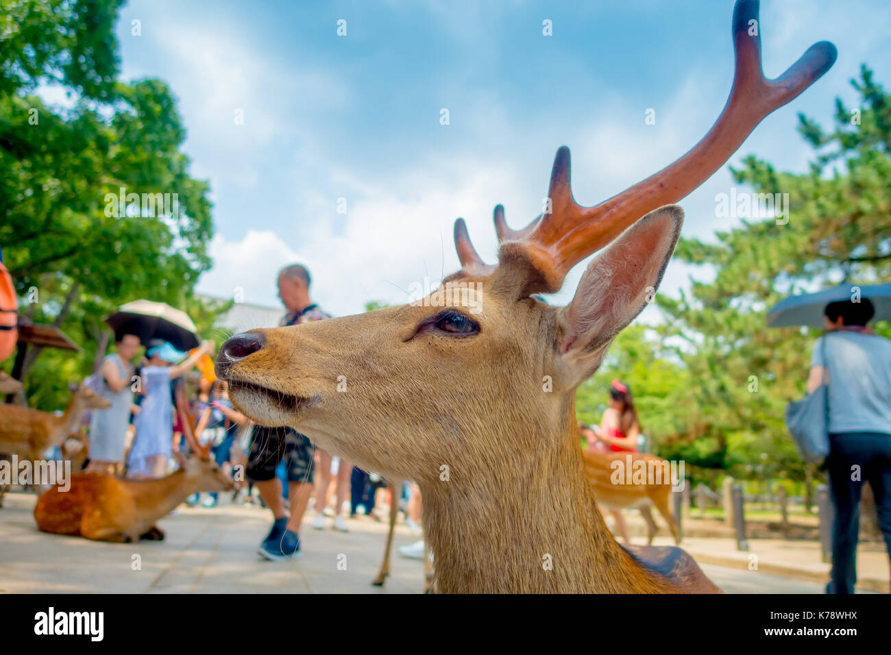 Ritratto di un bellissimo cervo selvatico a Nara, Giappone. nara è un importante destinazione turistica in giappone - ex pro capite di città e attualmente il sito patrimonio mondiale dell'unesco Foto Stock