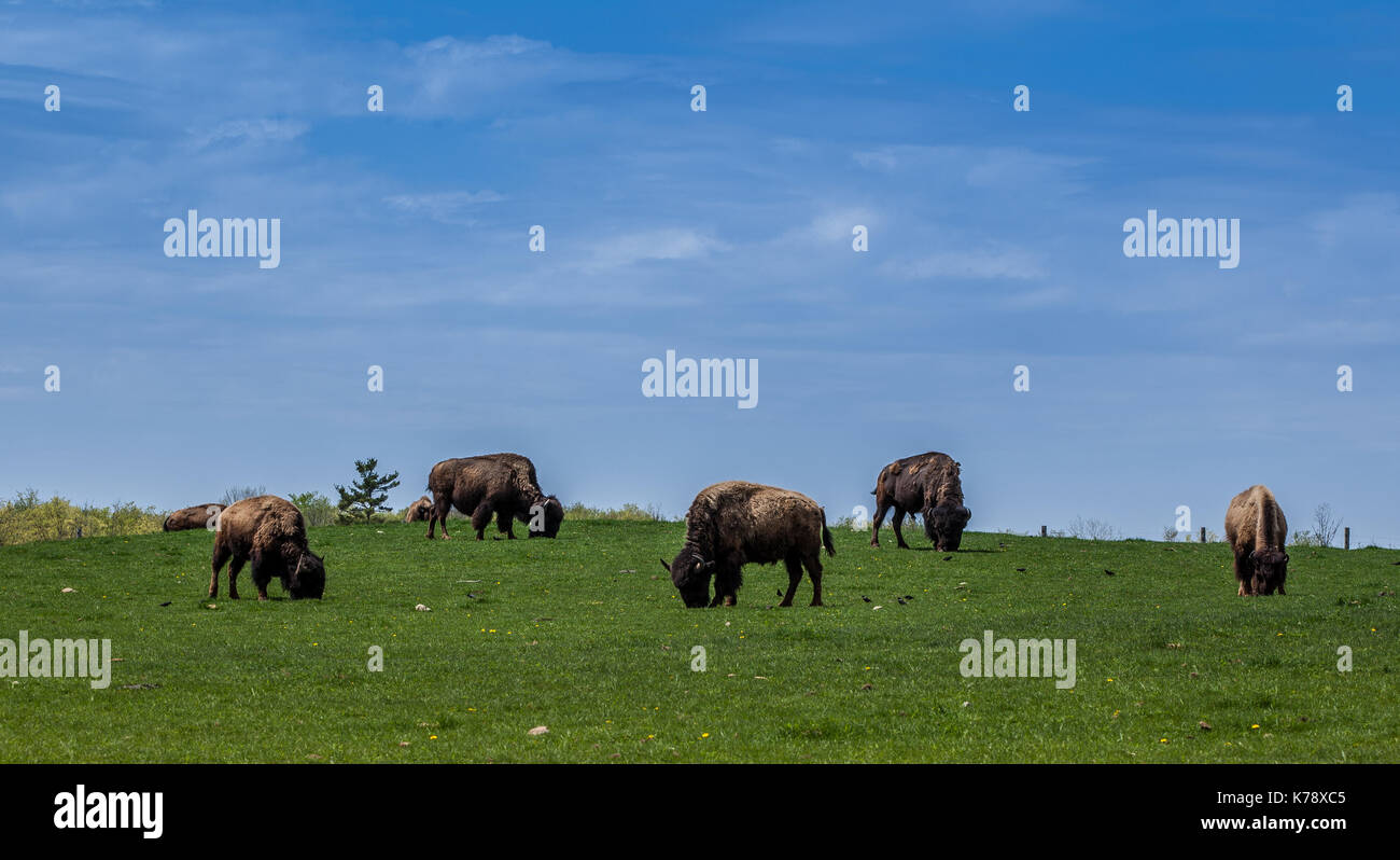 Trovate questa fattoria allevano questi buffalo's mentre su un tratto di guida attraverso il paese.. Foto Stock