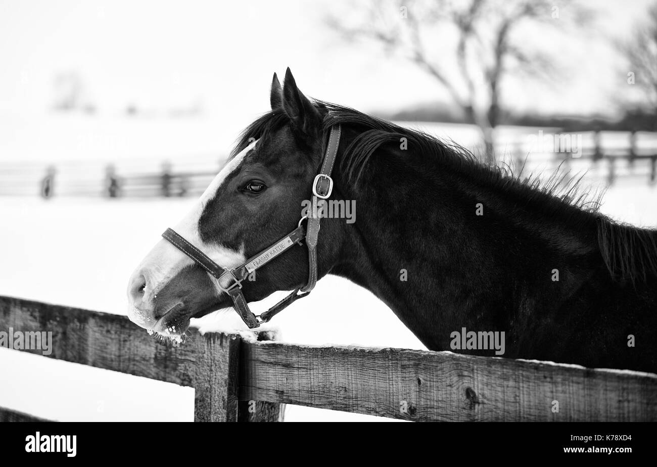 Cavallo fermo Foto e Immagini Stock in Bianco e Nero - Alamy