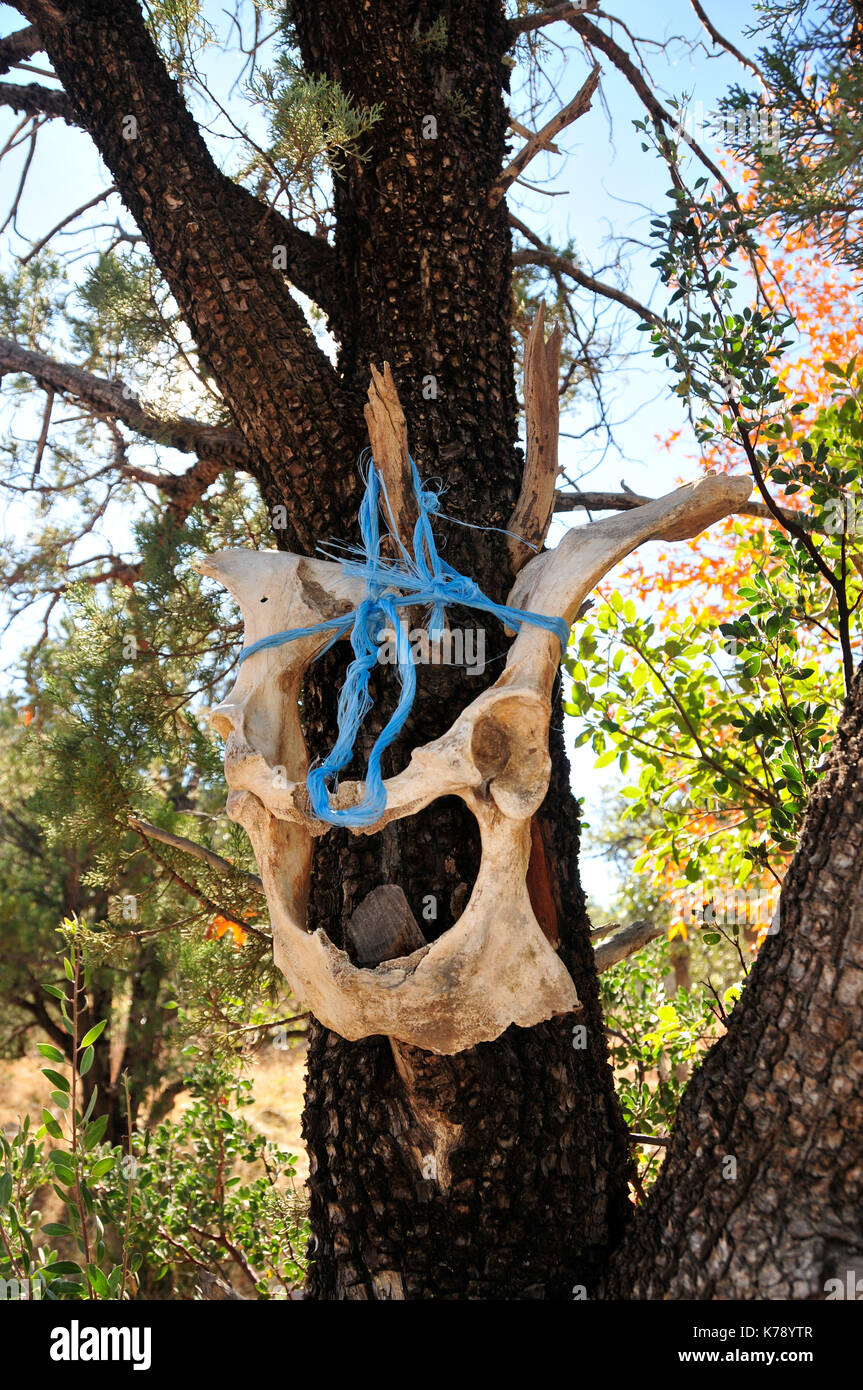 Ossa animali legate ad un albero, Gardner Canyon, Santa Rita Mountains, Coronado National Forest, Sonoita, Arizona, Stati Uniti. Foto Stock