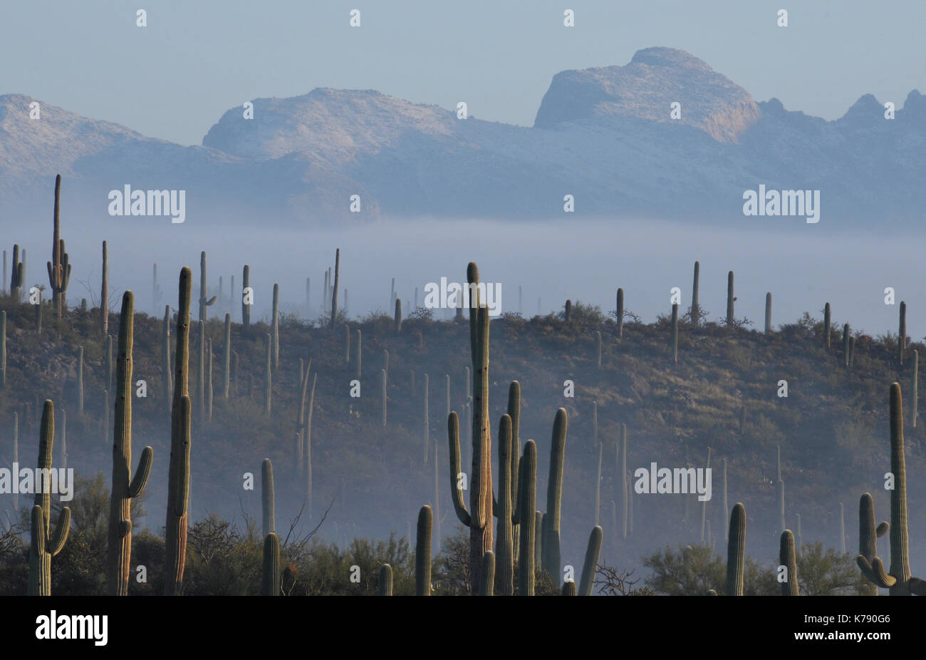 Nebbia mattutina scende fino sul cactus Saguaro del deserto di Sonora, Tucson, Arizona, Stati Uniti. la santa catalina mountains sorge dalla nebbia. Foto Stock