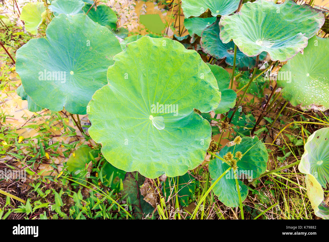 Mattina gocce di rugiada che giace sul verde lotus foglie. Foto Stock