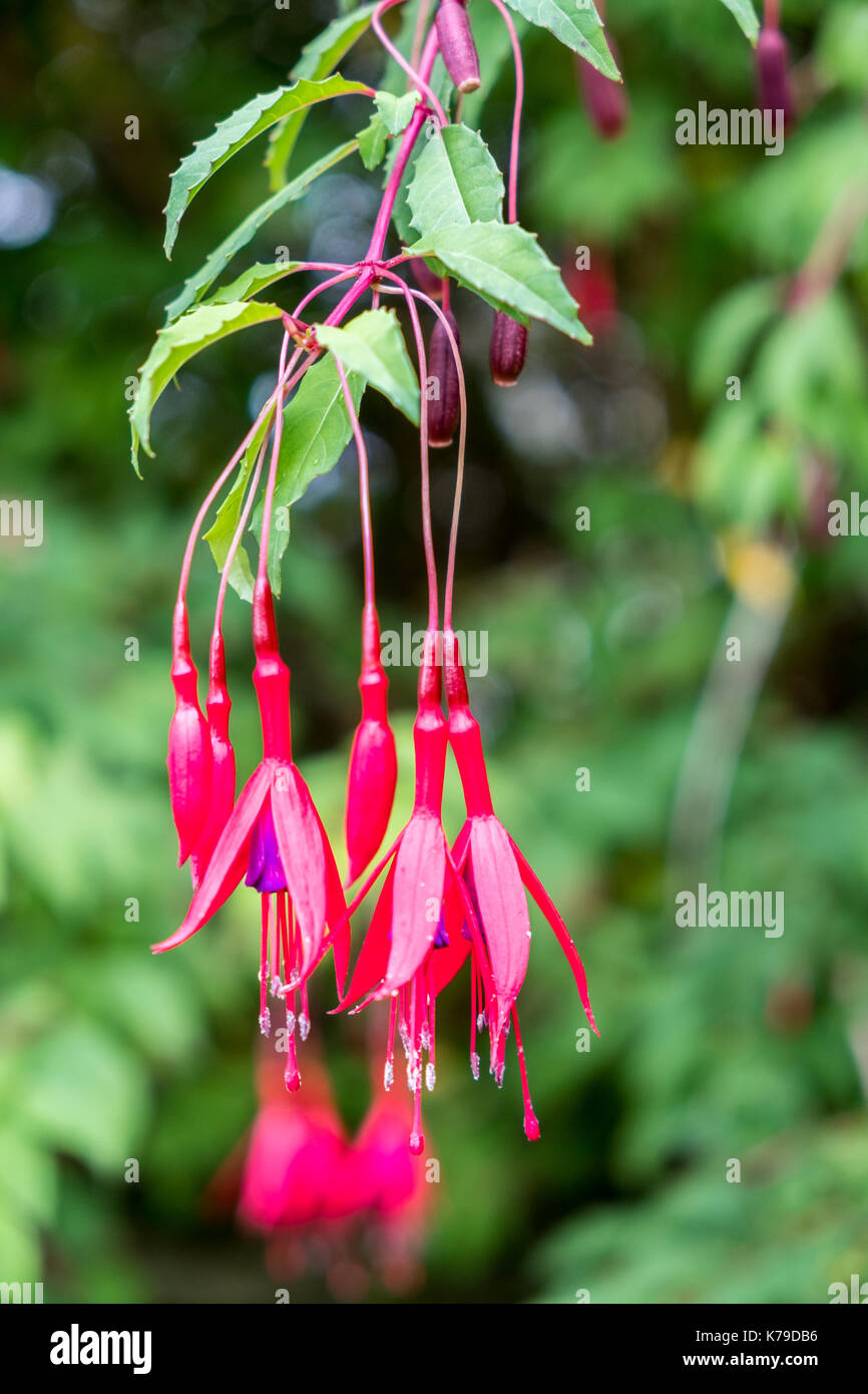 Scotlands gardens Foto Stock