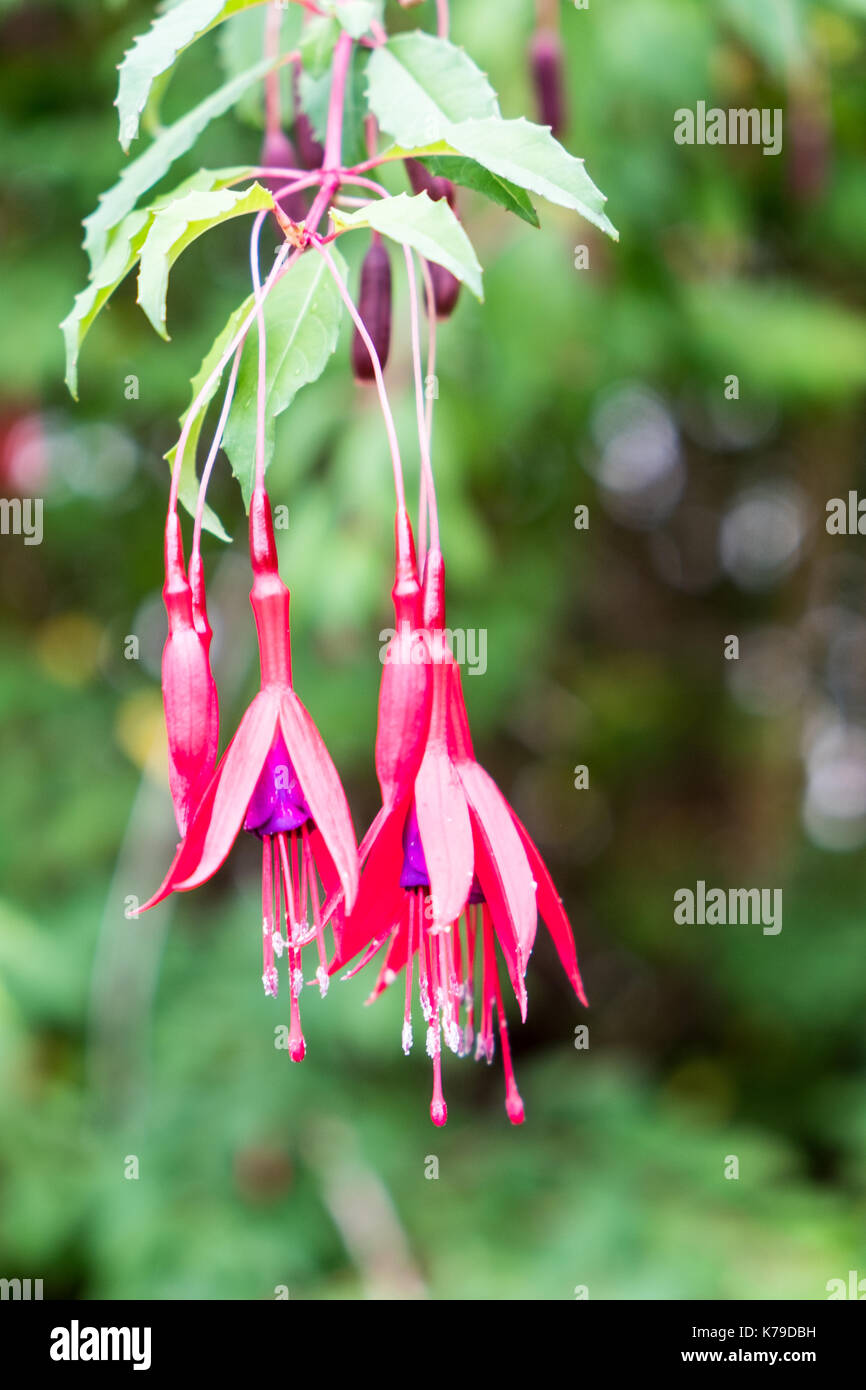 Scotlands gardens Foto Stock