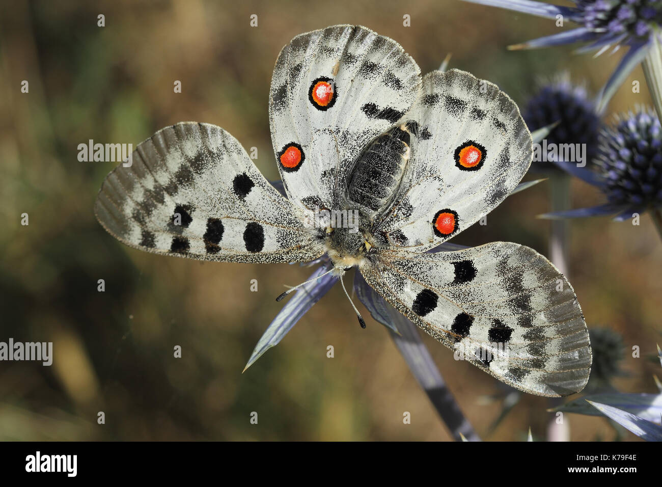 Apollo butterfly (Parnassius apollo) Foto Stock