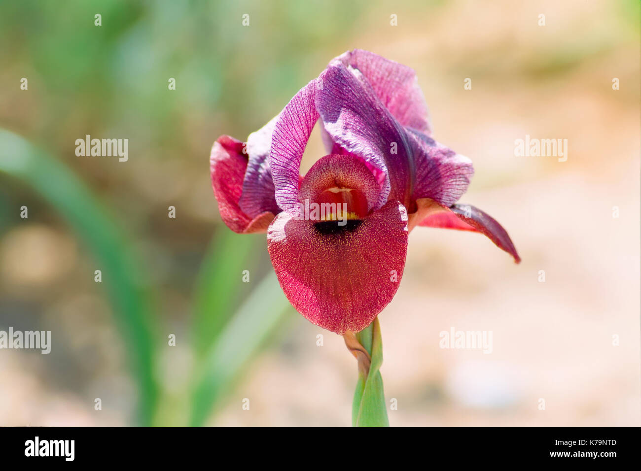 Iris petrana, (petra o iris iris yeruham) in habitat naturali. fotografato in Israele, negev vicino yeruham Foto Stock