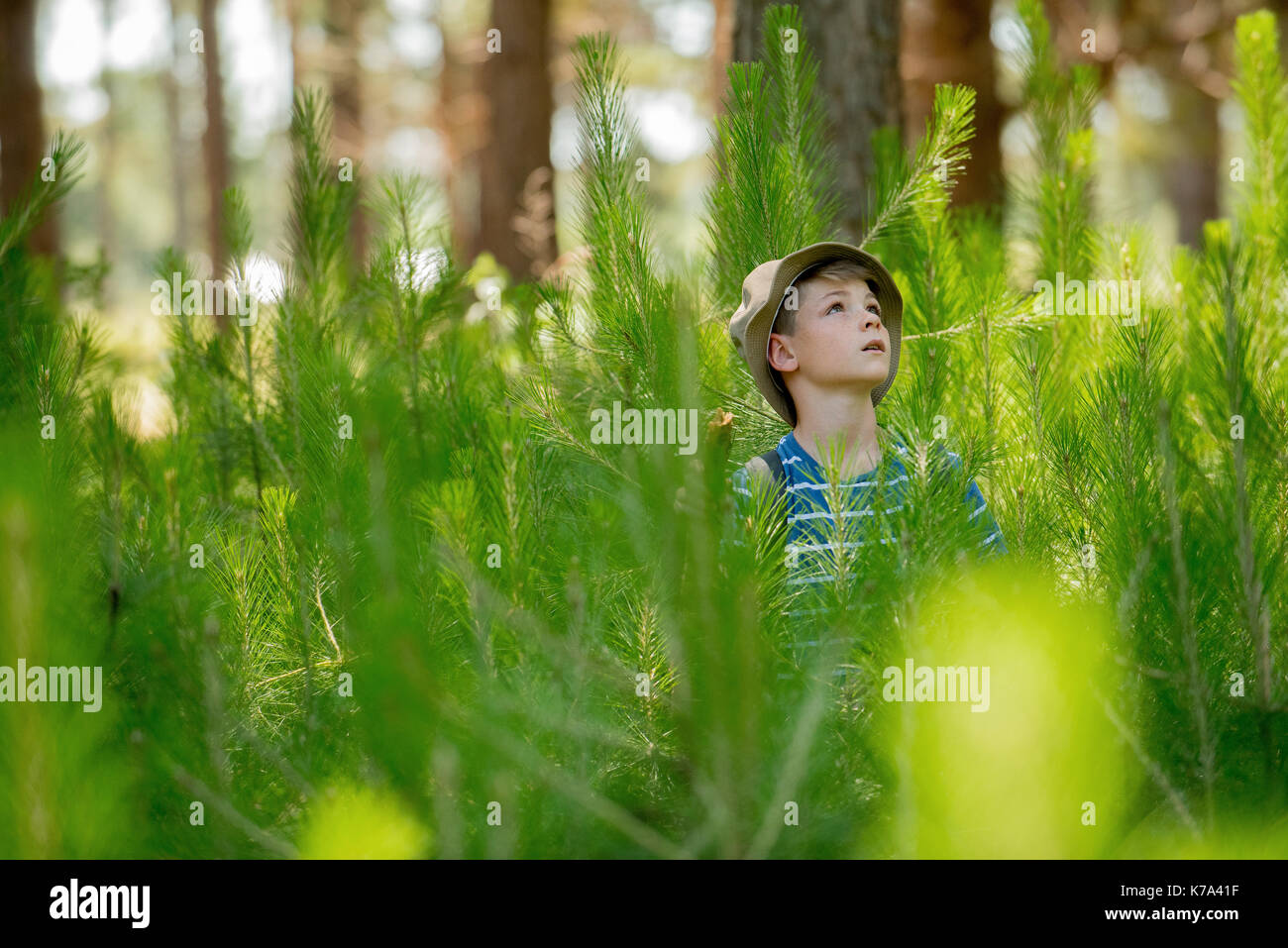Ragazzo escursioni attraverso i giovani alberi di pino in foresta Foto Stock