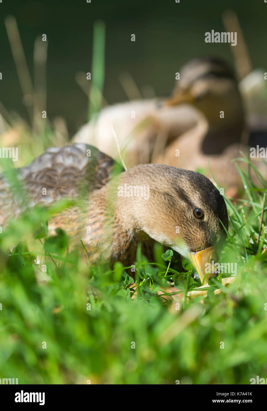 Mallard Duck hybrid, esatto ID sconosciuto, beccare a terra sull'erba da acqua a inizio autunno nel West Sussex, in Inghilterra, Regno Unito. Ritratto. Foto Stock