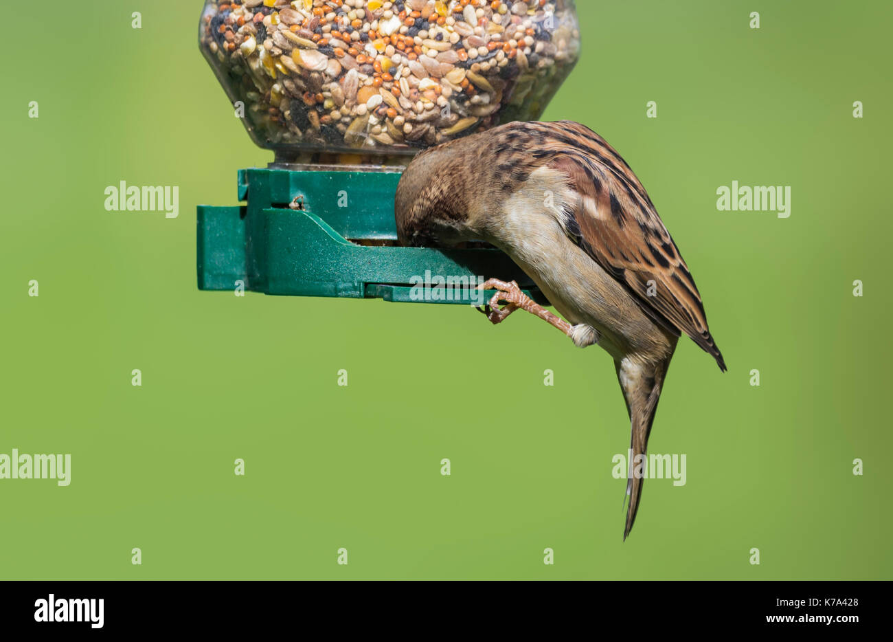 Maschio adulto casa passero (Passer domesticus) appollaiato su un bird feeder a inizio autunno nel West Sussex, in Inghilterra, Regno Unito. Foto Stock