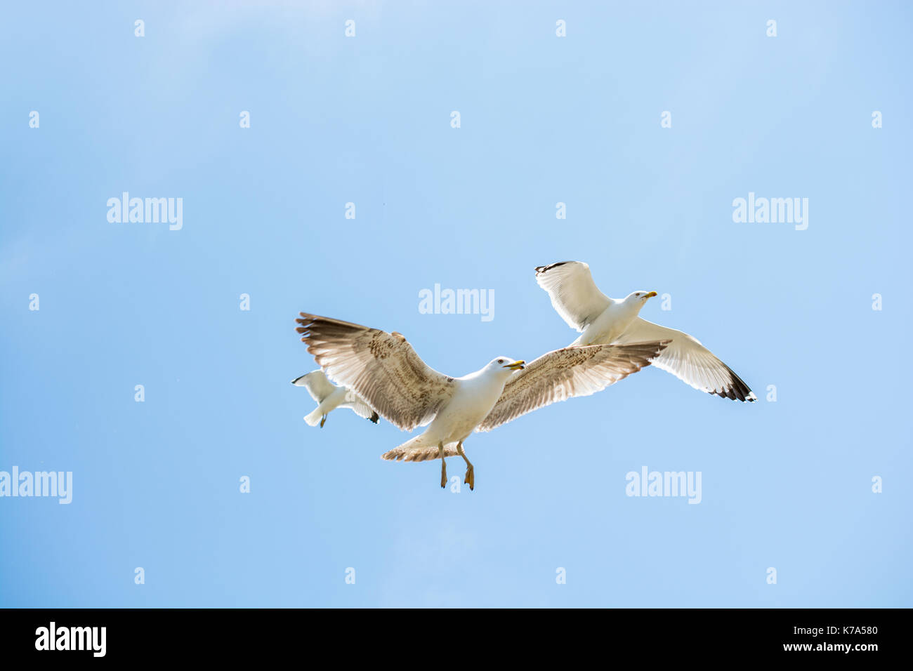 Due gabbiani in volo in un cielo come sfondo Foto Stock