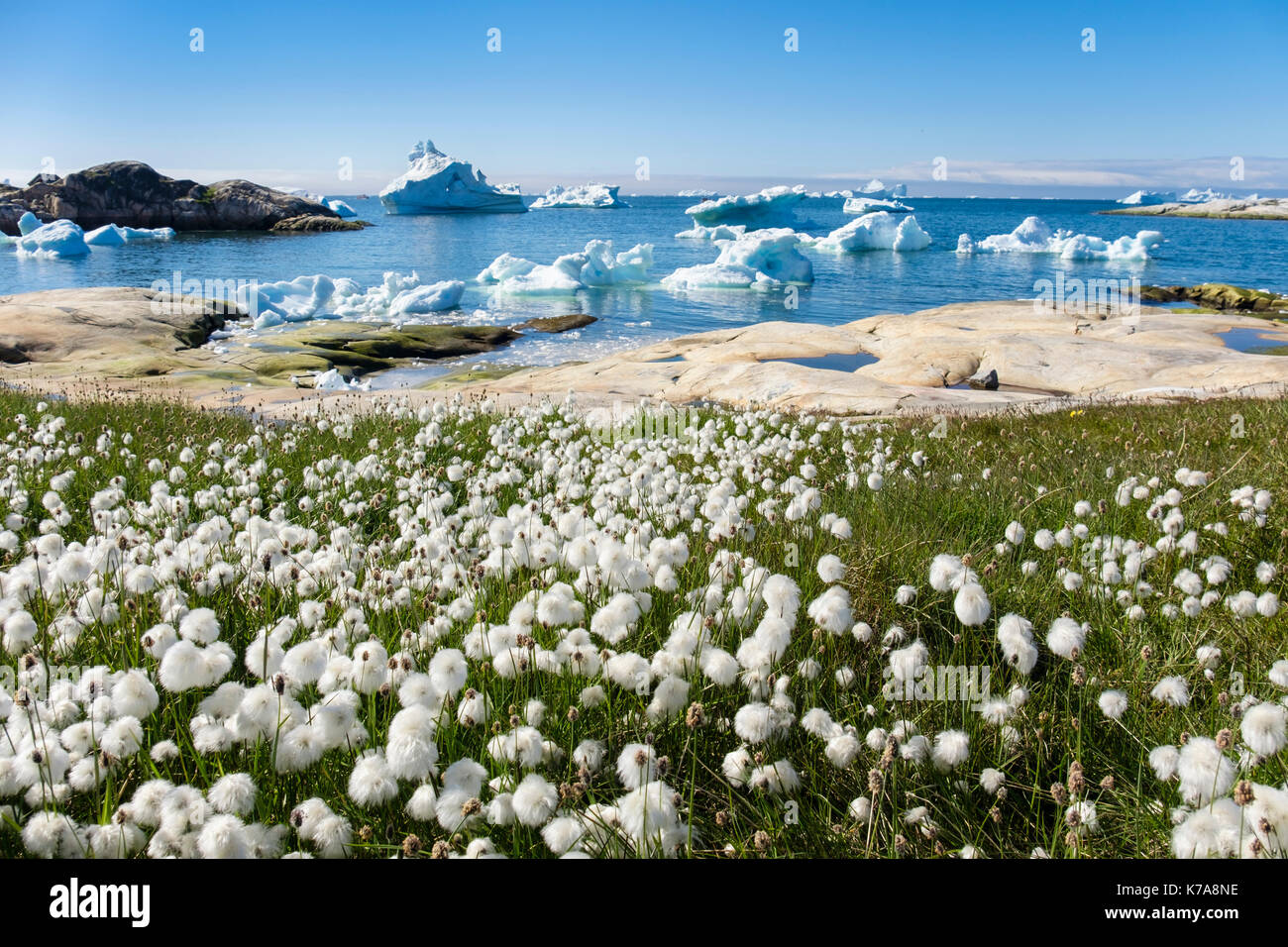 Arctic Cottongrass Eriophorum callitrix crescente sul paesaggio tundra con gli iceberg galleggiante offshore nella baia di Disko costa in estate. Ilulissat Tourist Nature Groenlandia Foto Stock