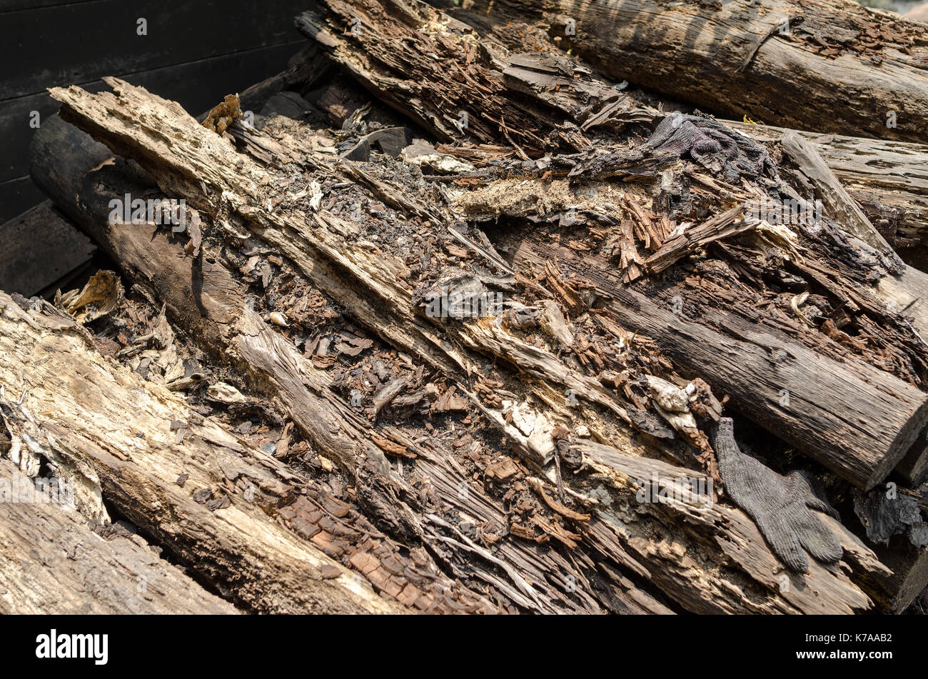 Il marcio Mangrove Legno - la perfezione della natura, legno marcio rotta in pezzi Foto Stock