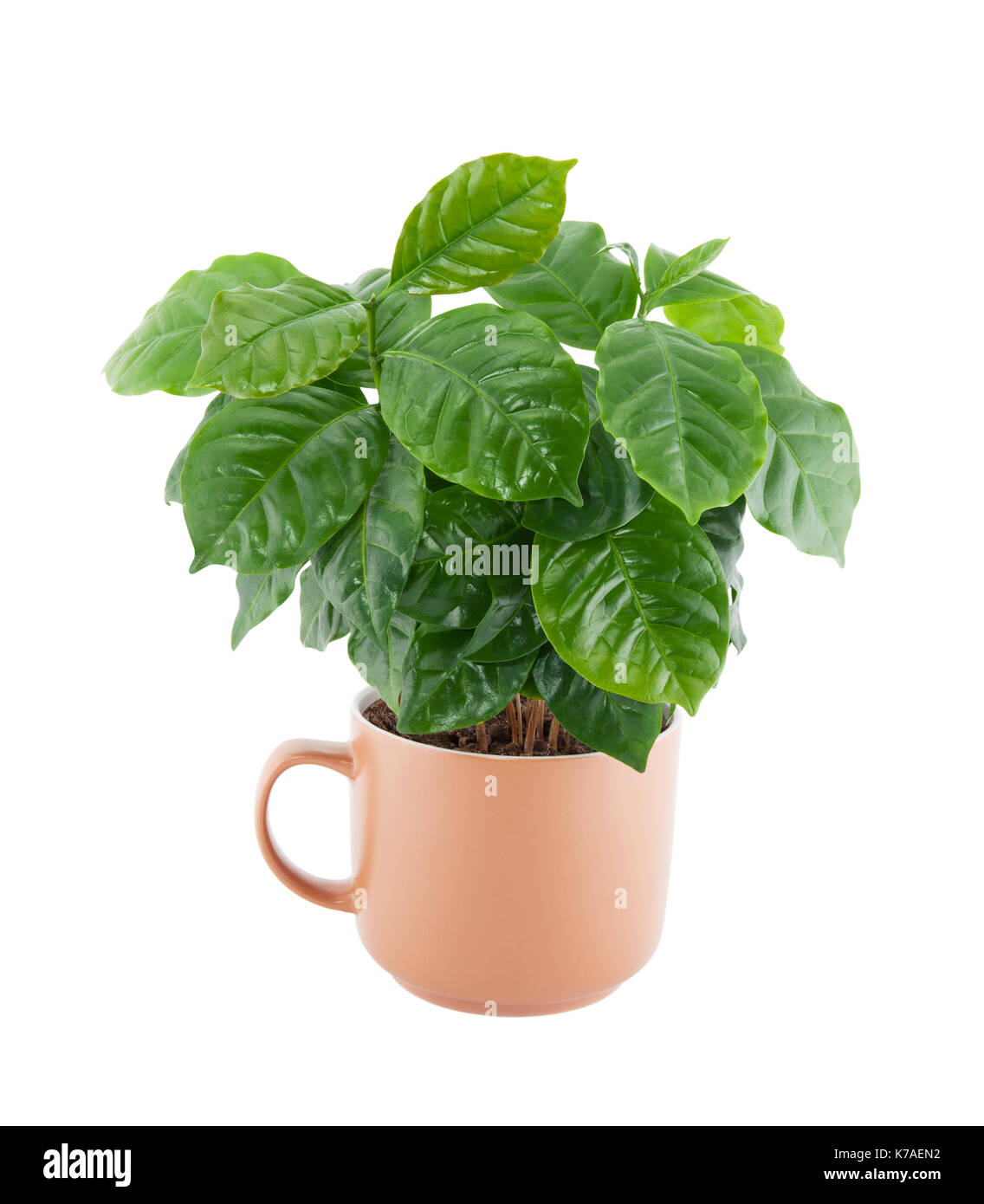 La pianta del caffè in tazza isolata su bianco con tracciato di ritaglio Foto Stock