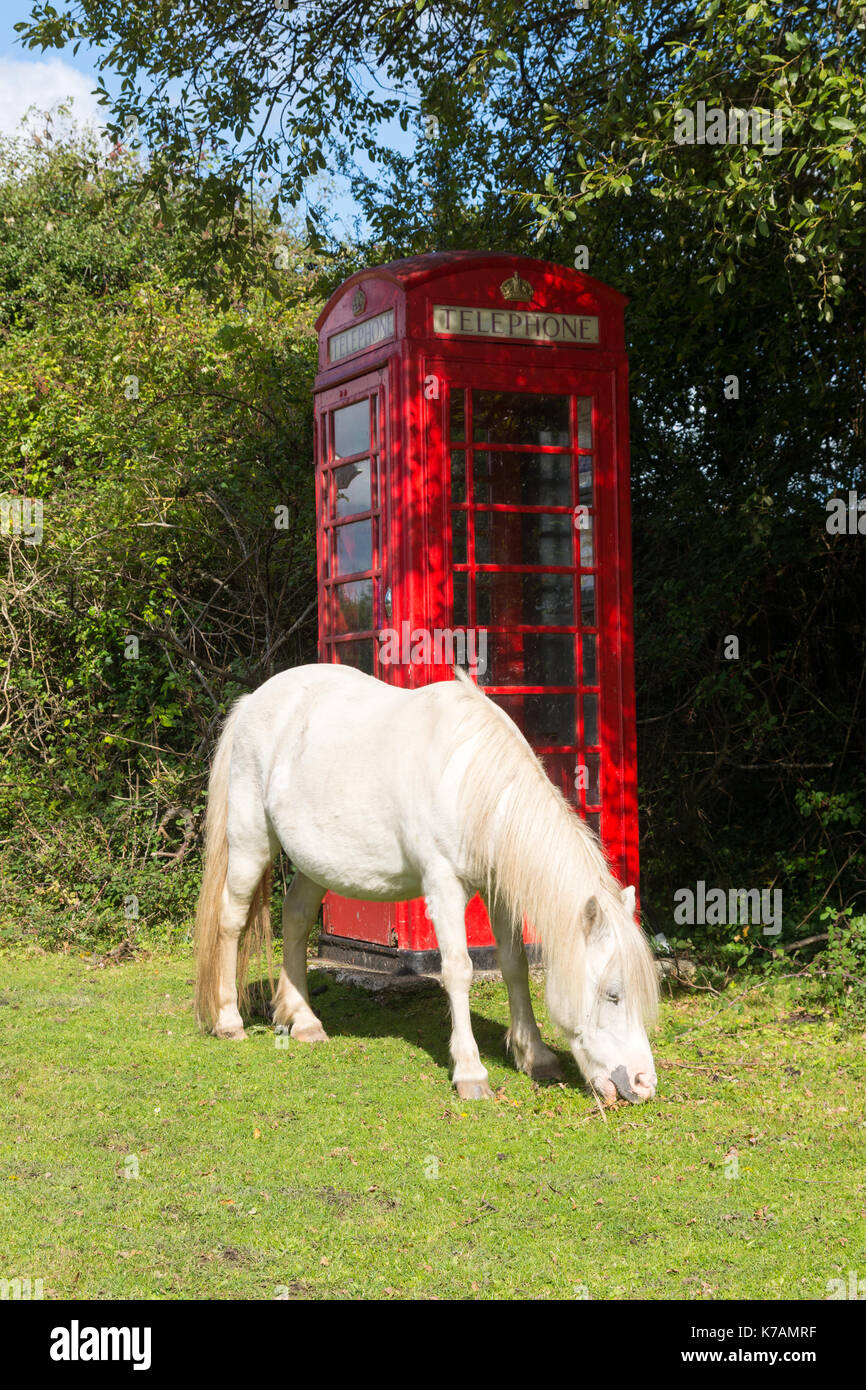Pony bianco che pascolano su erba verde accanto ad una tradizionale scatola telefonica rossa, New Forest, Hampshire, Inghilterra, UK Foto Stock