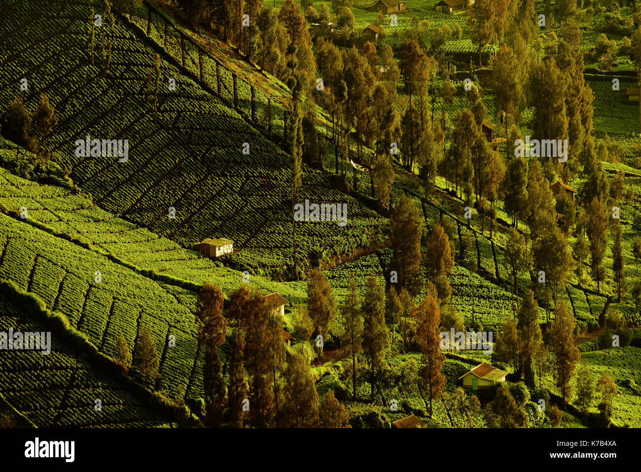 Paesaggio vicino monte bromo, Indonesia Foto Stock