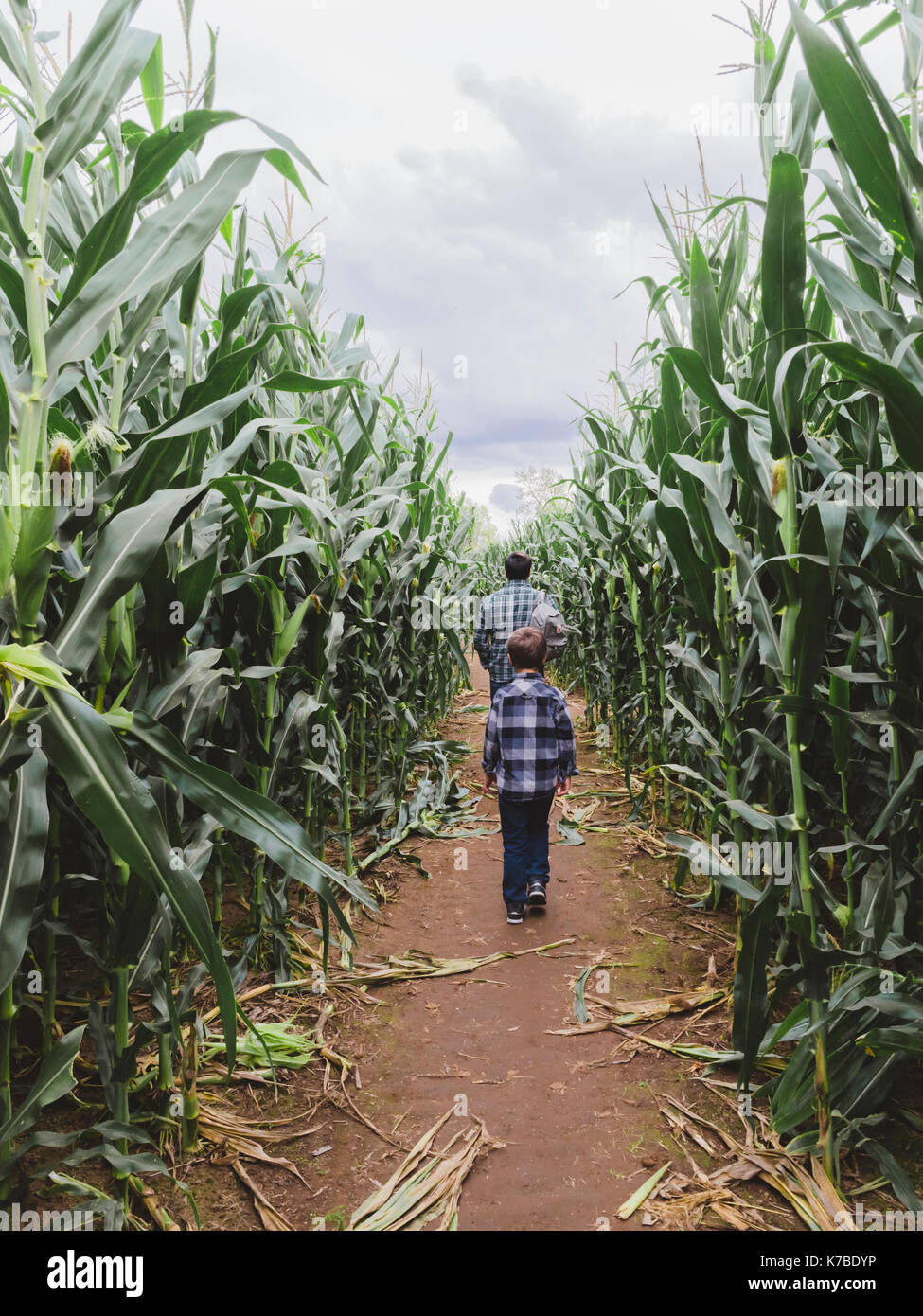 Vista posteriore del padre e figlio a camminare in mezzo al campo di grano Foto Stock