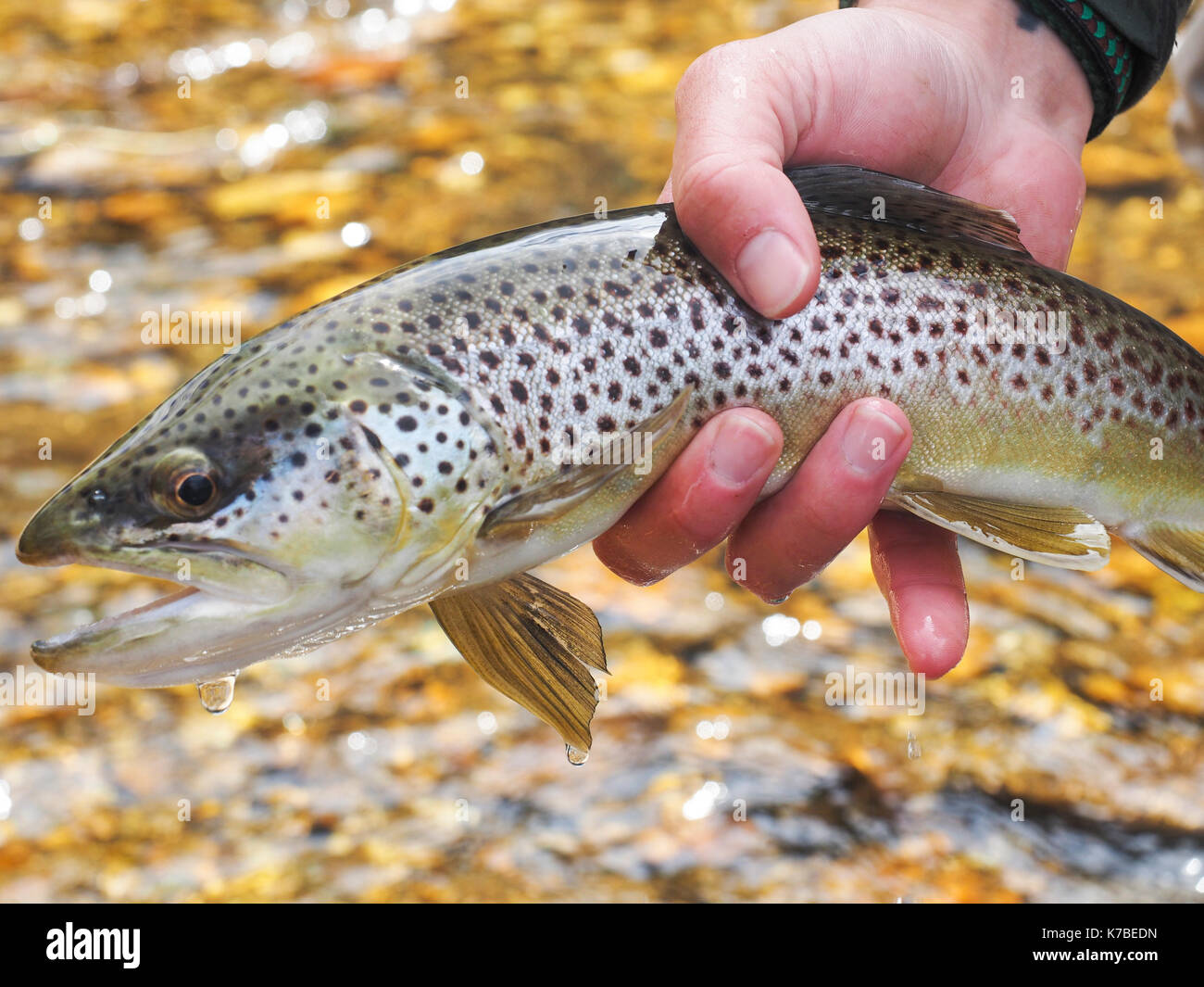 Ritagliate la mano di uomo con pesce pescato in francese ampio fiume Foto Stock