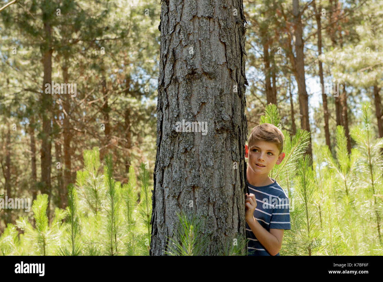 Ragazzo nascosto dietro il tronco di albero Foto Stock
