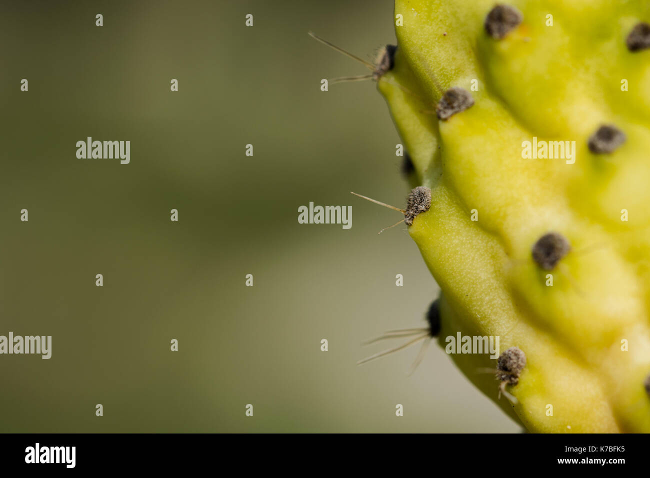 I prodotti commestibili di frutta gialla di ficodindia impianto o Indian fig Opuntia ficus-indica, pieno di spine, che si trovano in campagna Maltese, Malta Foto Stock