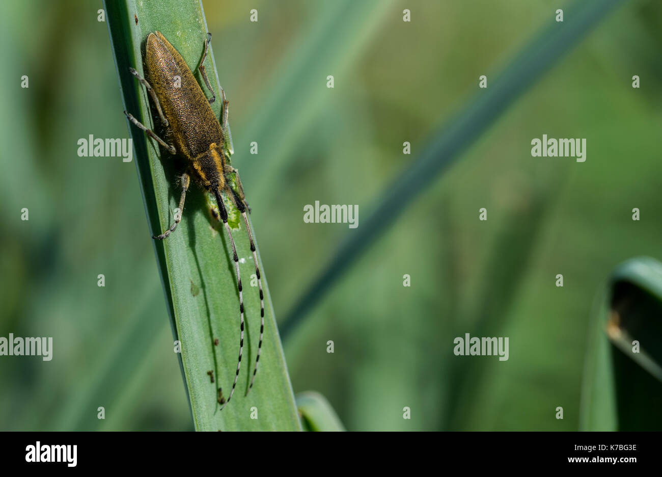 Un giallo Asphodel dalle lunghe corna Beetle, Agapanthia asphodeli, (insetto) con le sue due molto lunghe antenne in appoggio su una foglia di asfodelo in Malta. Foto Stock