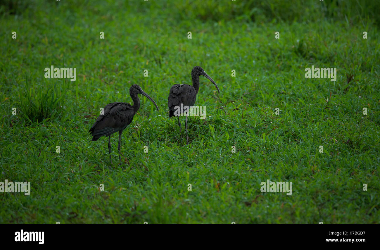 Due glossy ibis camminando sulla vegetazione Foto Stock