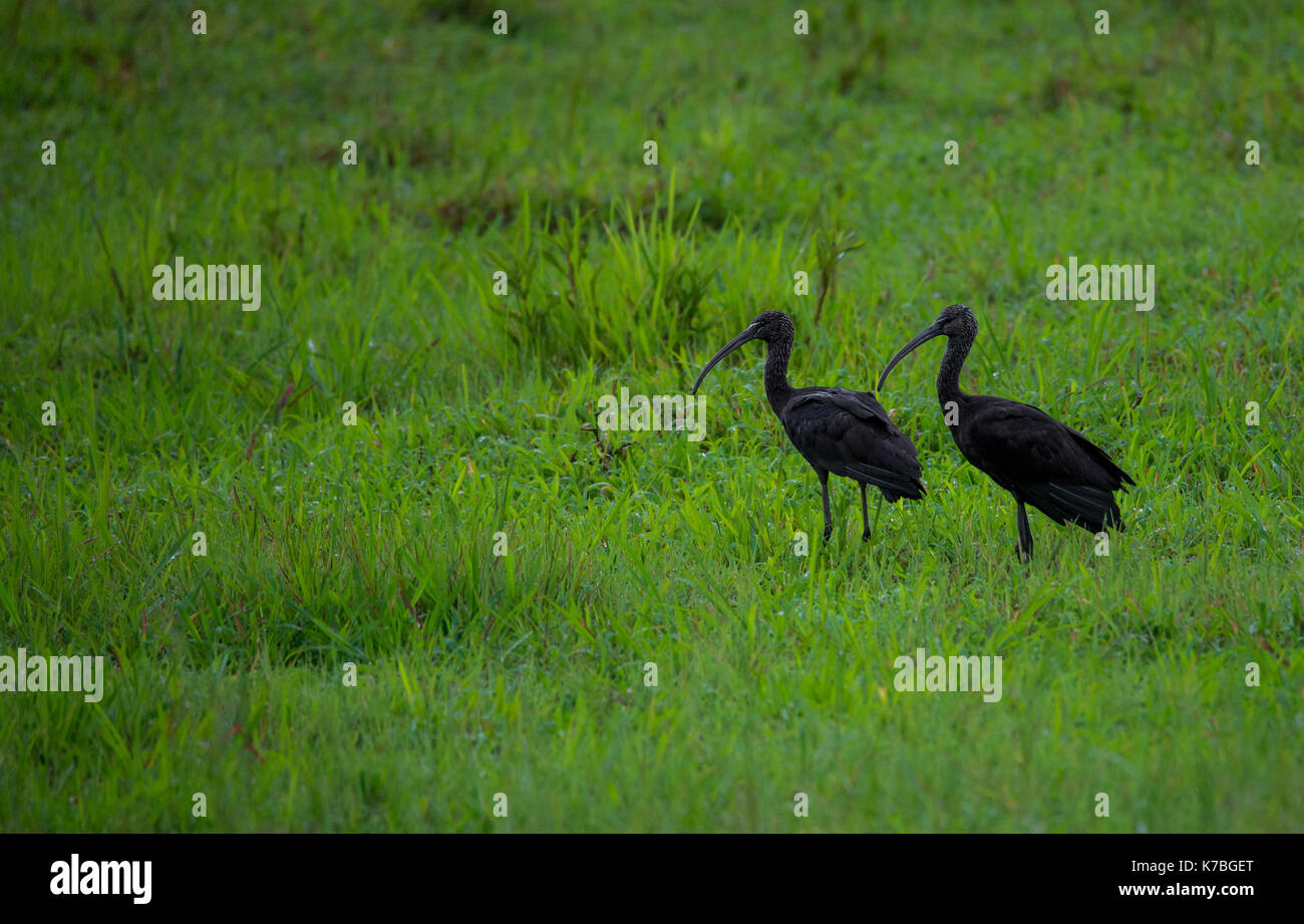 Coppia di ibis lucido in cerca di cibo in un campo di mattina Foto Stock