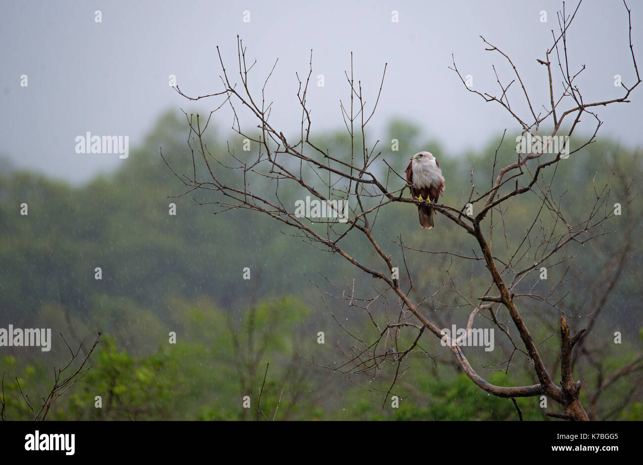 Un rosso backed sea eagle appollaiato su un albero in caso di pioggia Foto Stock