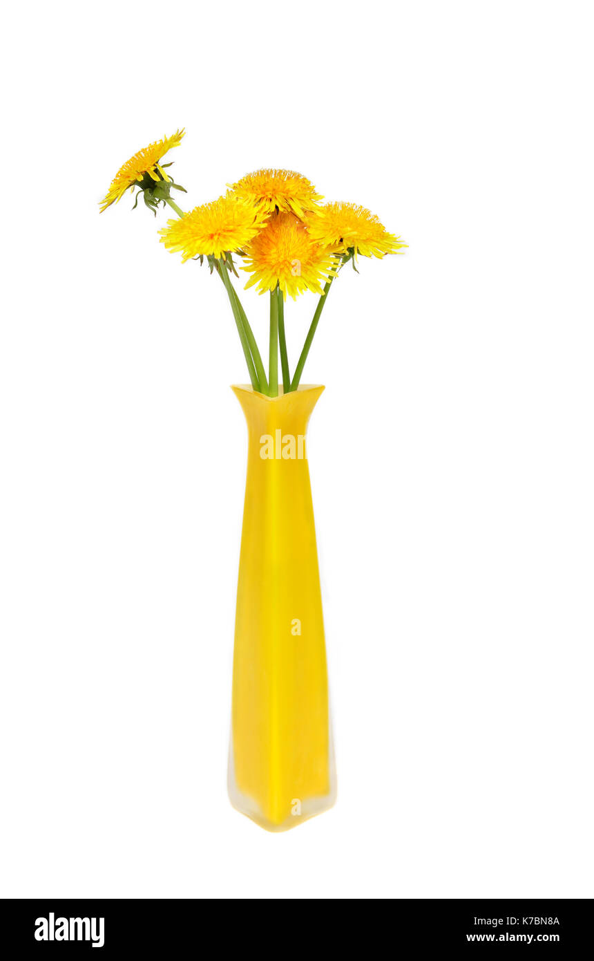 Mazzetto di tarassaco giallo in alto vaso su sfondo bianco Foto Stock