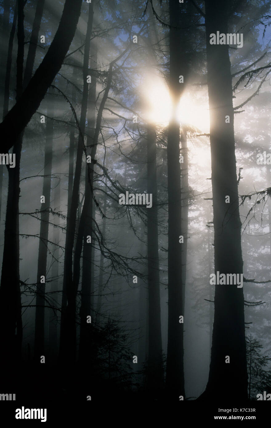 Foresta nebbia, Spencer Butte Park, Eugene, Oregon Foto Stock