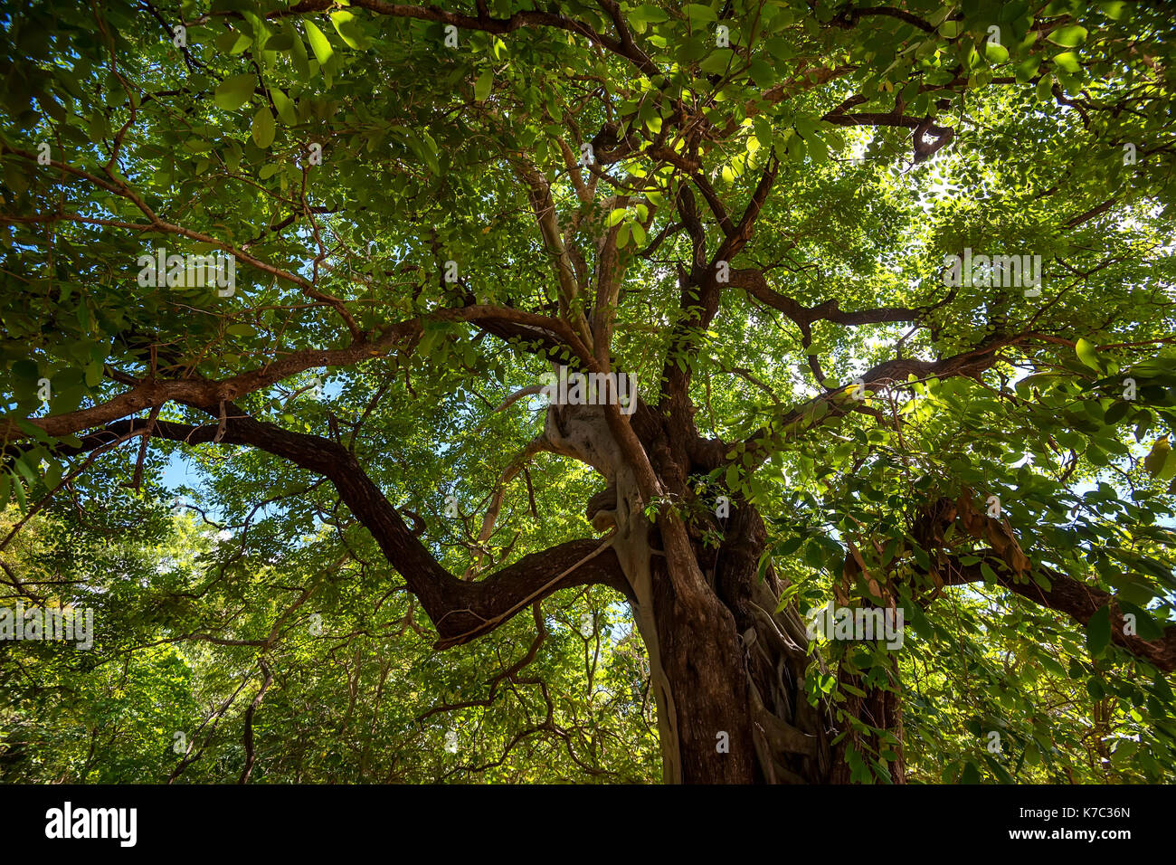 Corona di alberi tropicali Foto Stock