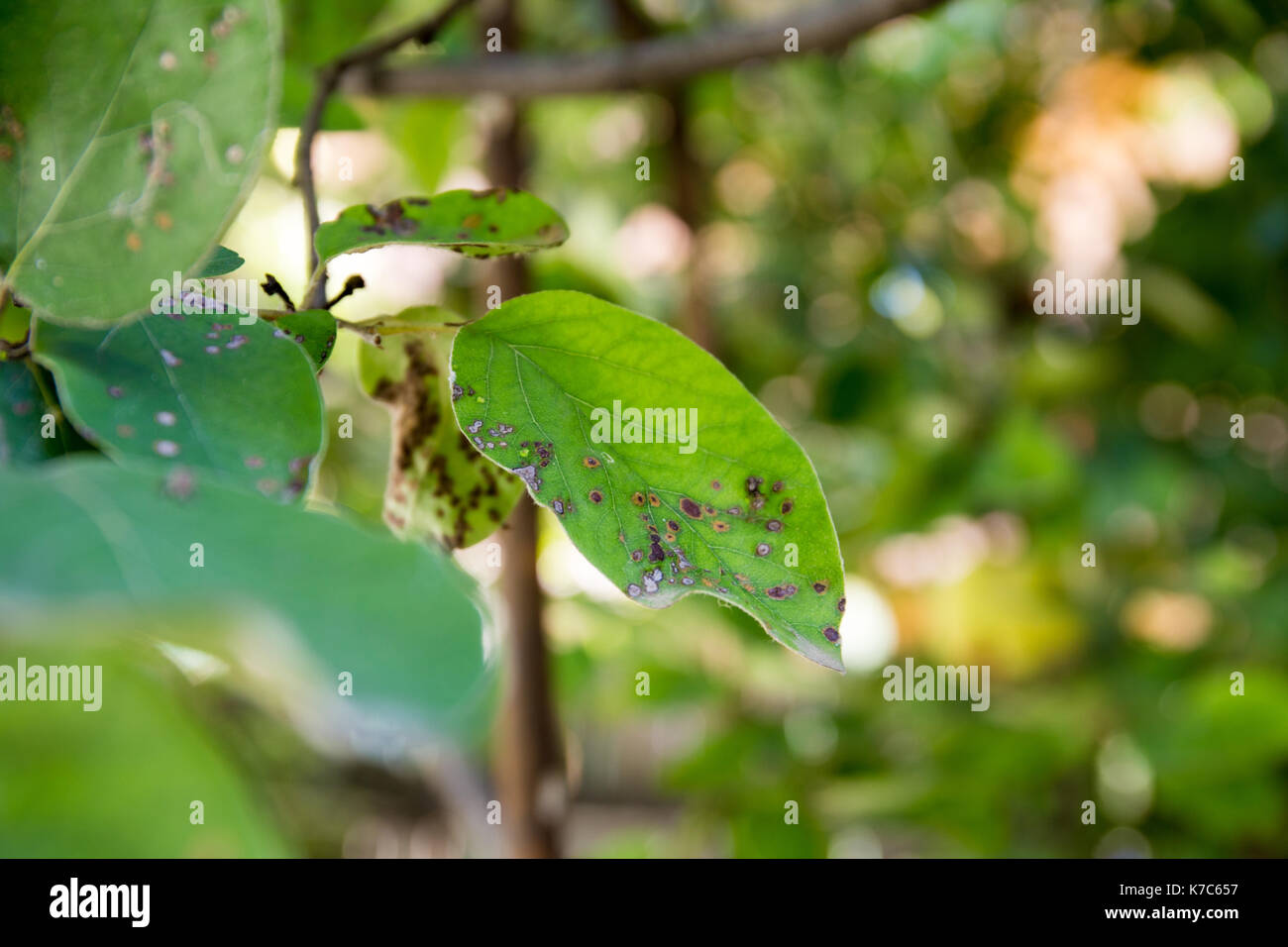 Mela cotogna avvizzimento di foglia di close-up. Cydonia oblonga colpite da diplocarpon mespili. macchie scure sul fogliame, foglie di malattia spot. Foto Stock