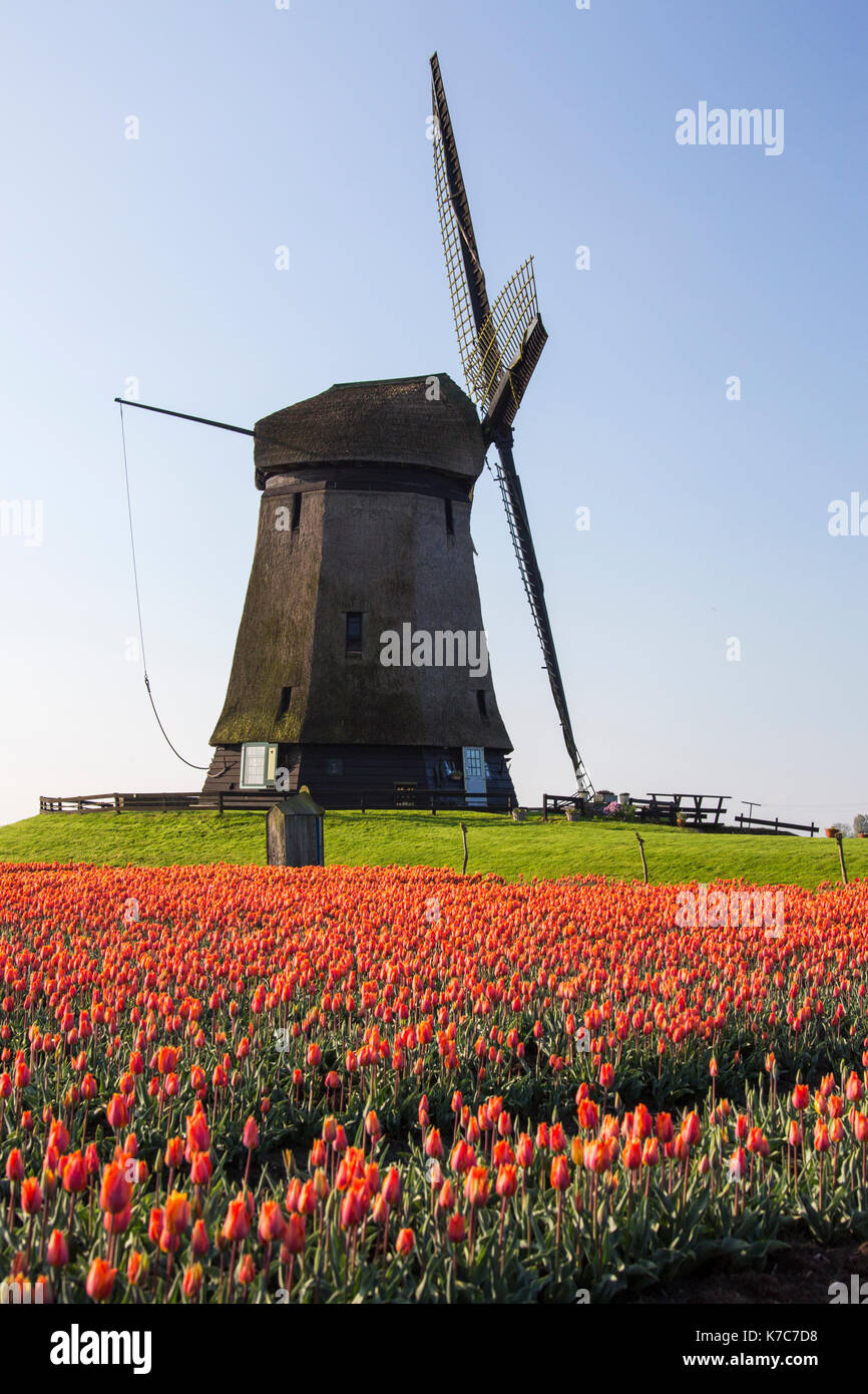 Rosso i campi di tulipani e cielo blu il telaio il mulino a vento in primavera berkmeer koggenland North Holland Olanda europa Foto Stock