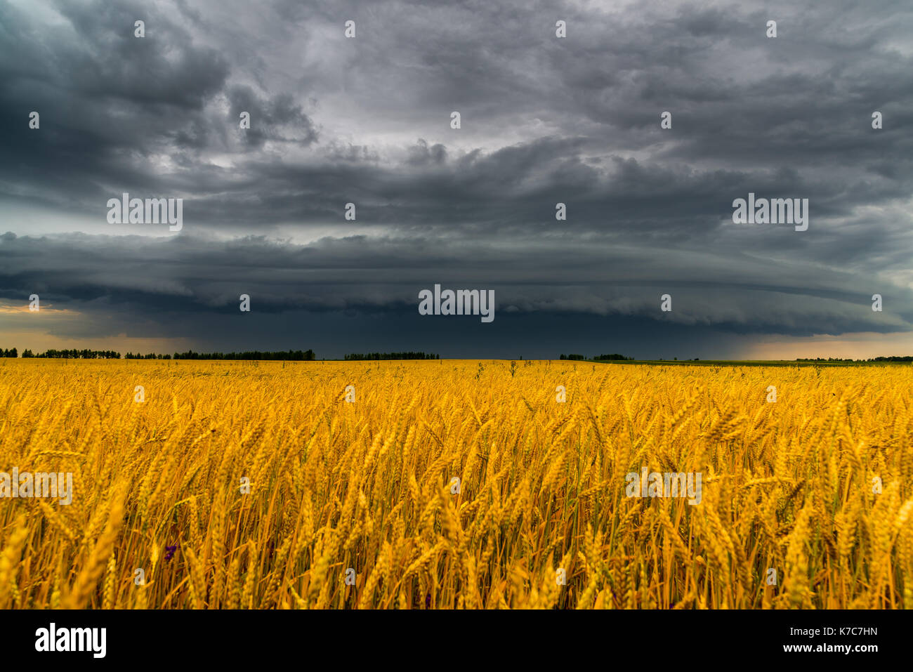 Round storm cloud su un campo di grano. russia Foto Stock