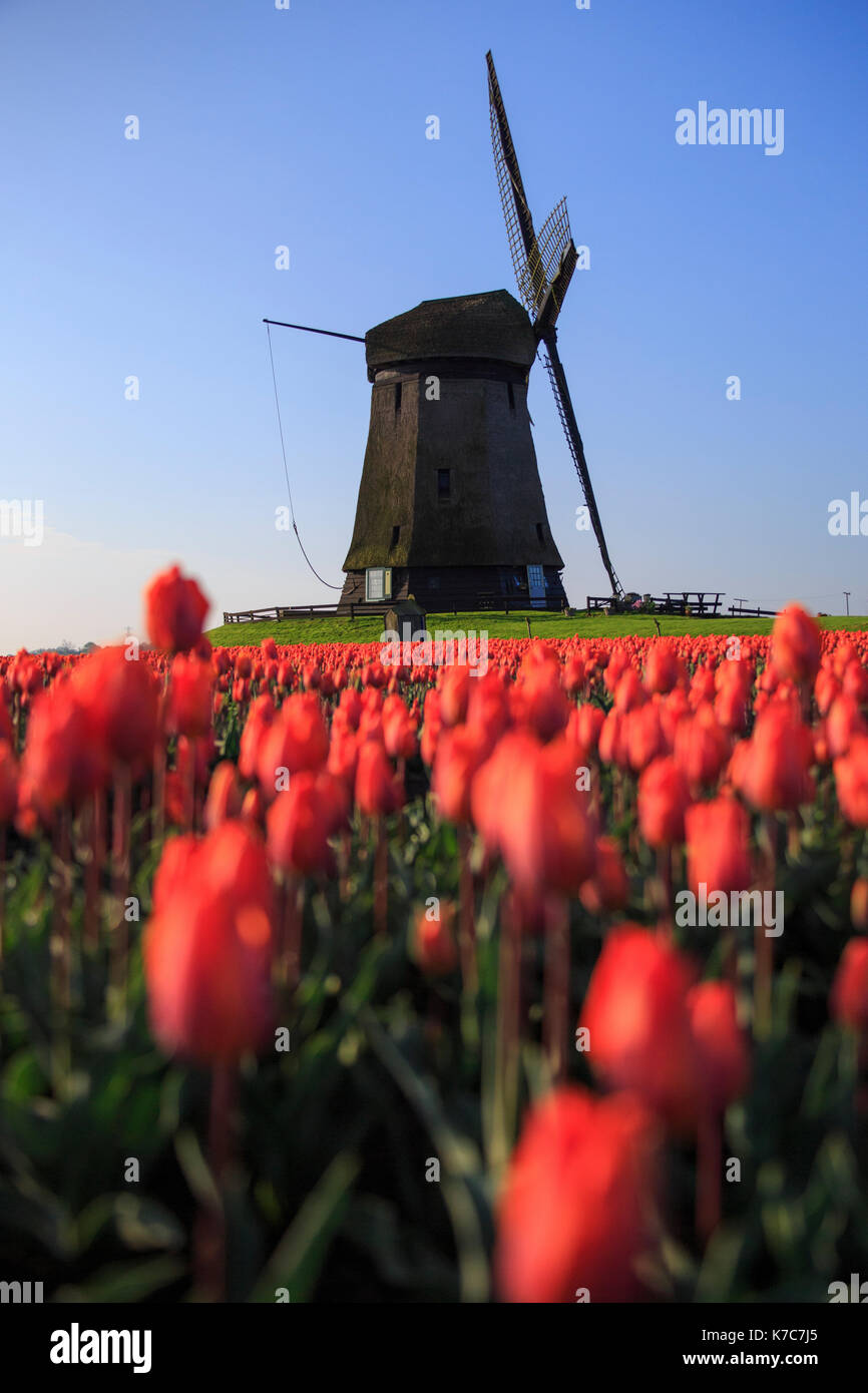Tulipani rossi in primo piano e cielo blu il telaio il mulino a vento in primavera berkmeer koggenland North Holland Olanda europa Foto Stock