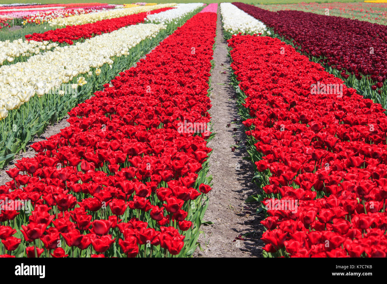 Coloratissimi campi di tulipani in primavera berkmeer koggenland North Holland Olanda europa Foto Stock