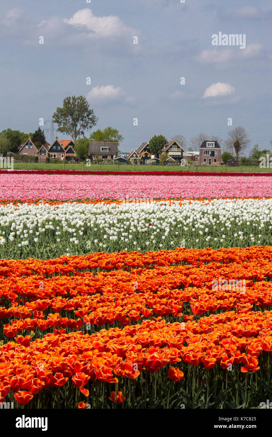 Multicolore di campi di tulipani il telaio il villaggio in primavera berkmeer koggenland North Holland Olanda europa Foto Stock